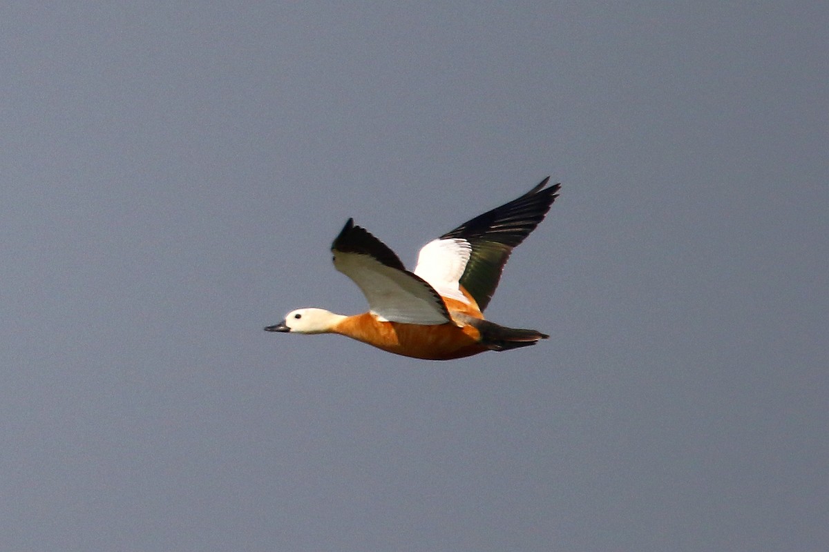 Ruddy Shelduck - ML78890051