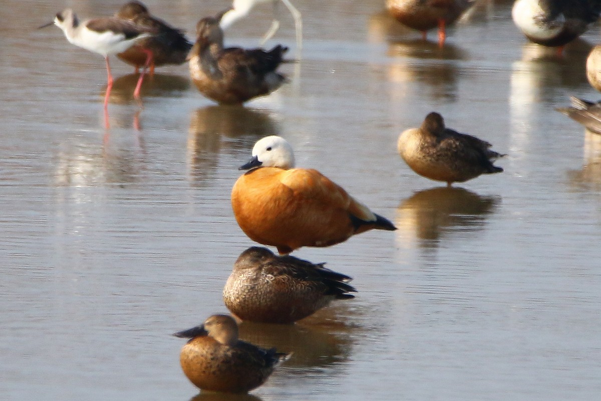 Ruddy Shelduck - ML78890061