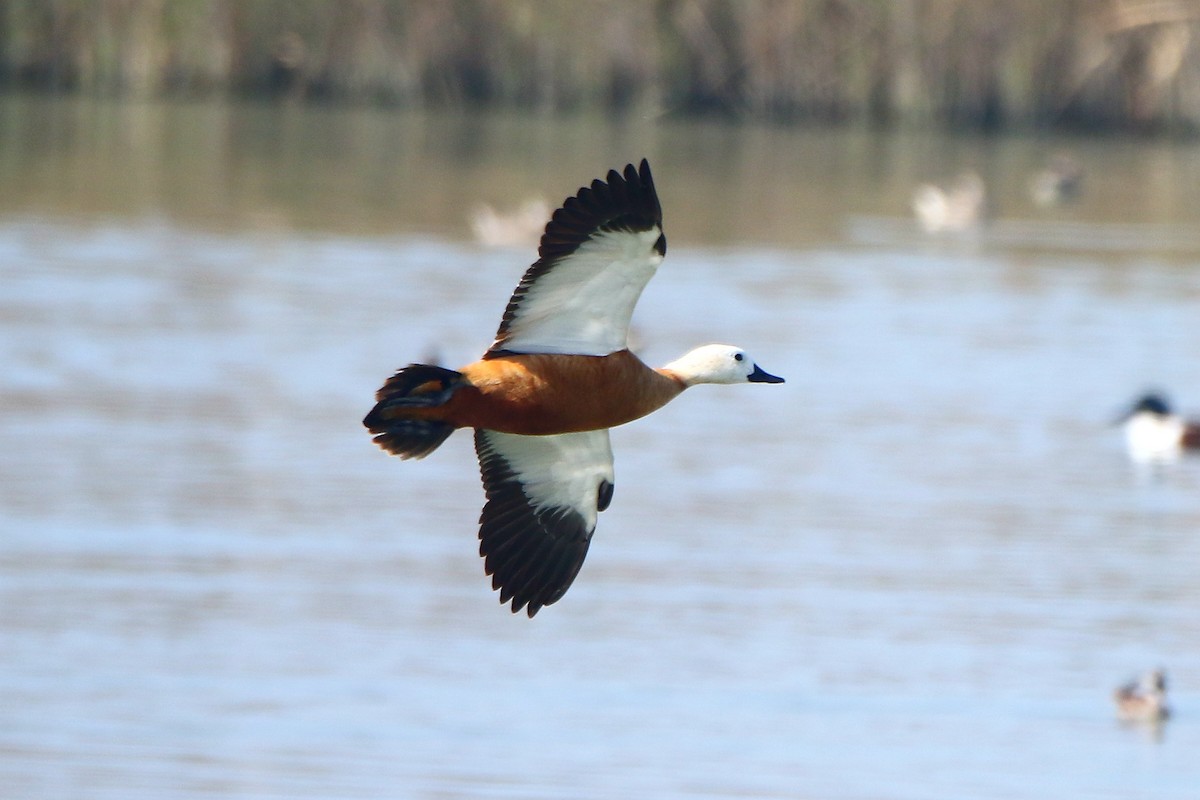 Ruddy Shelduck - ML78890071