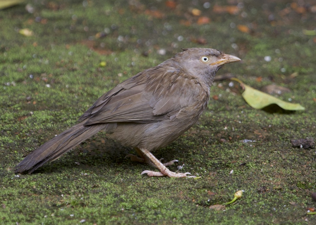 Jungle Babbler - ML78890521