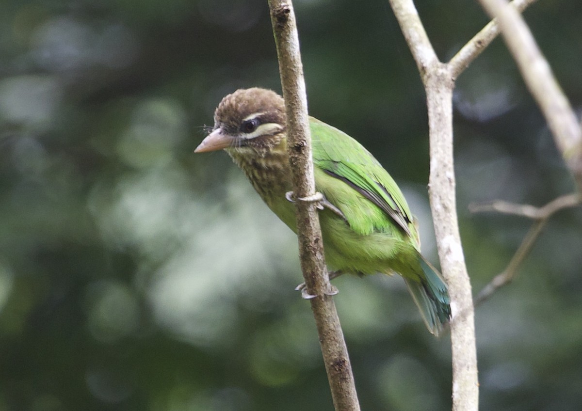 White-cheeked Barbet - ML78890531