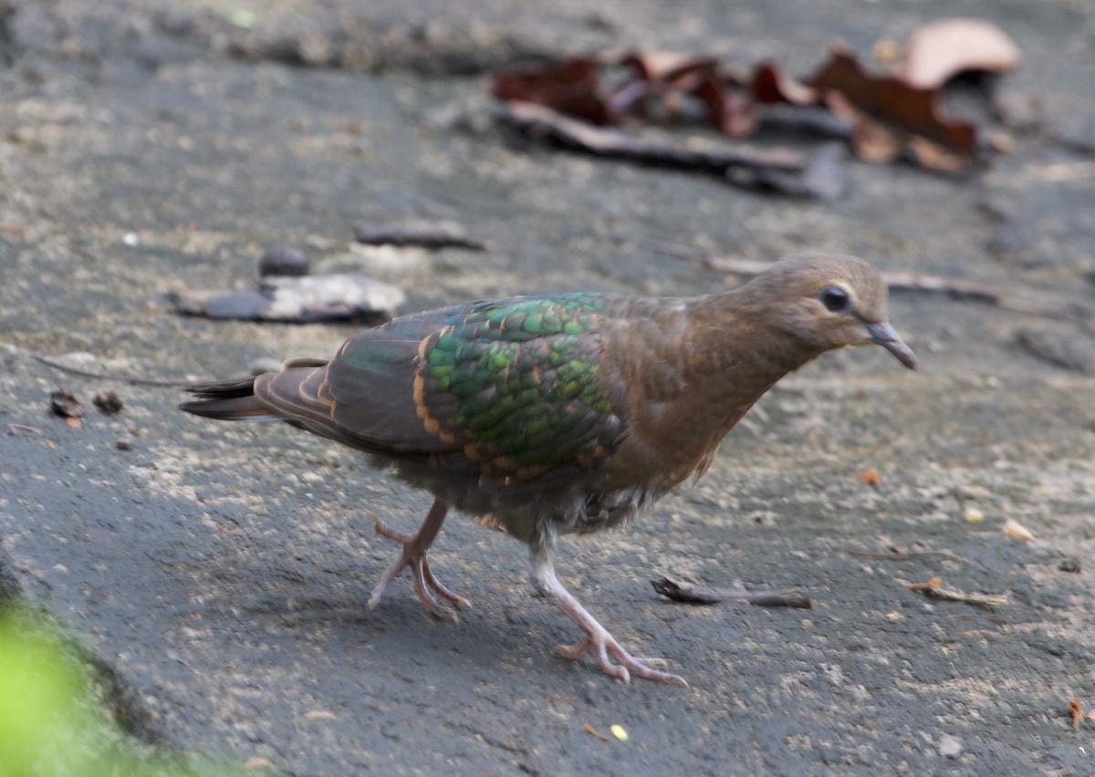 holub zelenokřídlý - ML78890551