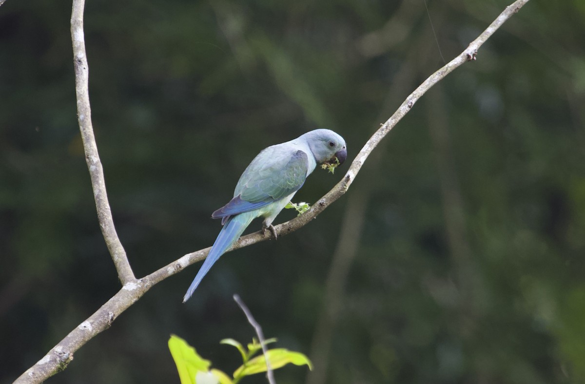 Malabar Yeşil Papağanı - ML78891081