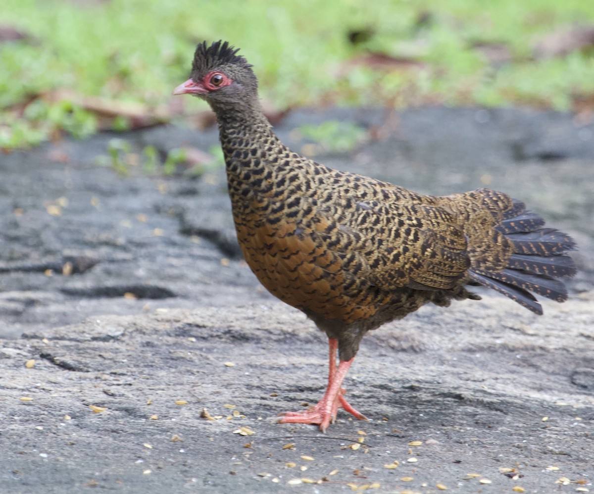 Red Spurfowl - ML78891341