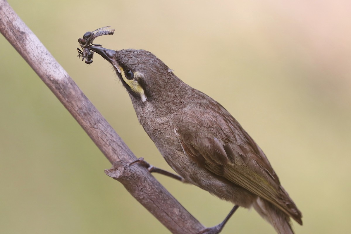 Yellow-faced Honeyeater - ML78891841