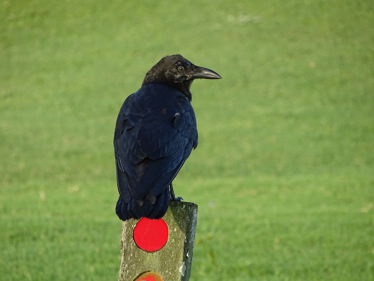 Australian Raven - ML78894351