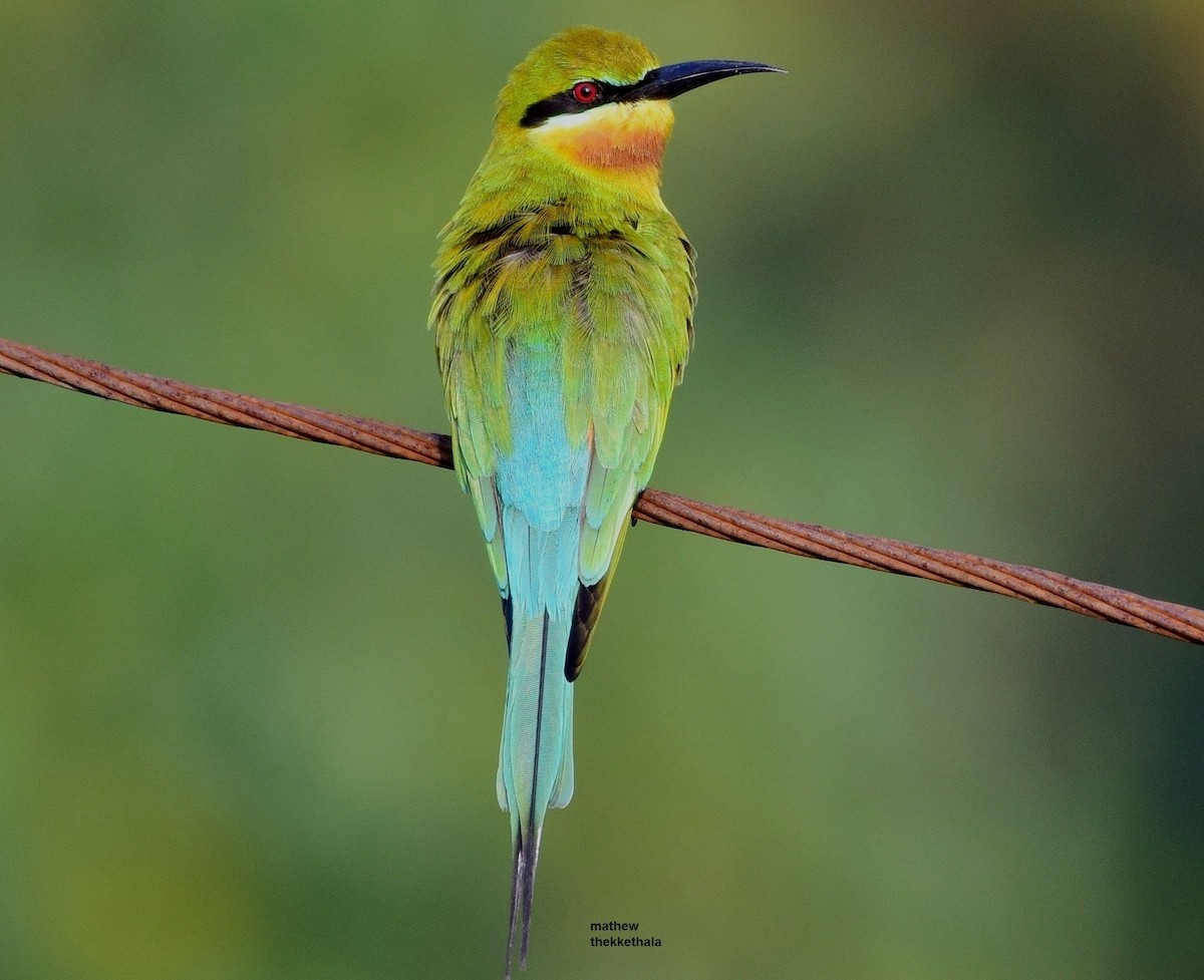 Blue-tailed Bee-eater - mathew thekkethala