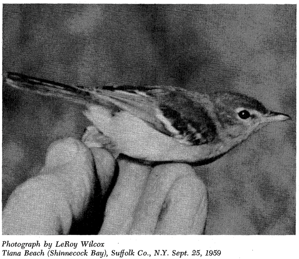 Bell's Vireo - ML78896421
