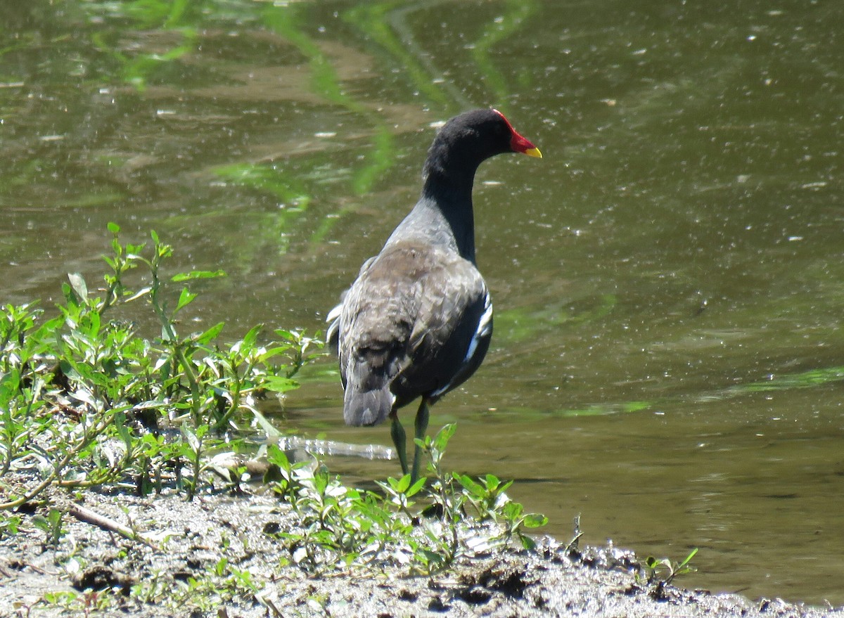 Eurasian Moorhen - Brad Arthur