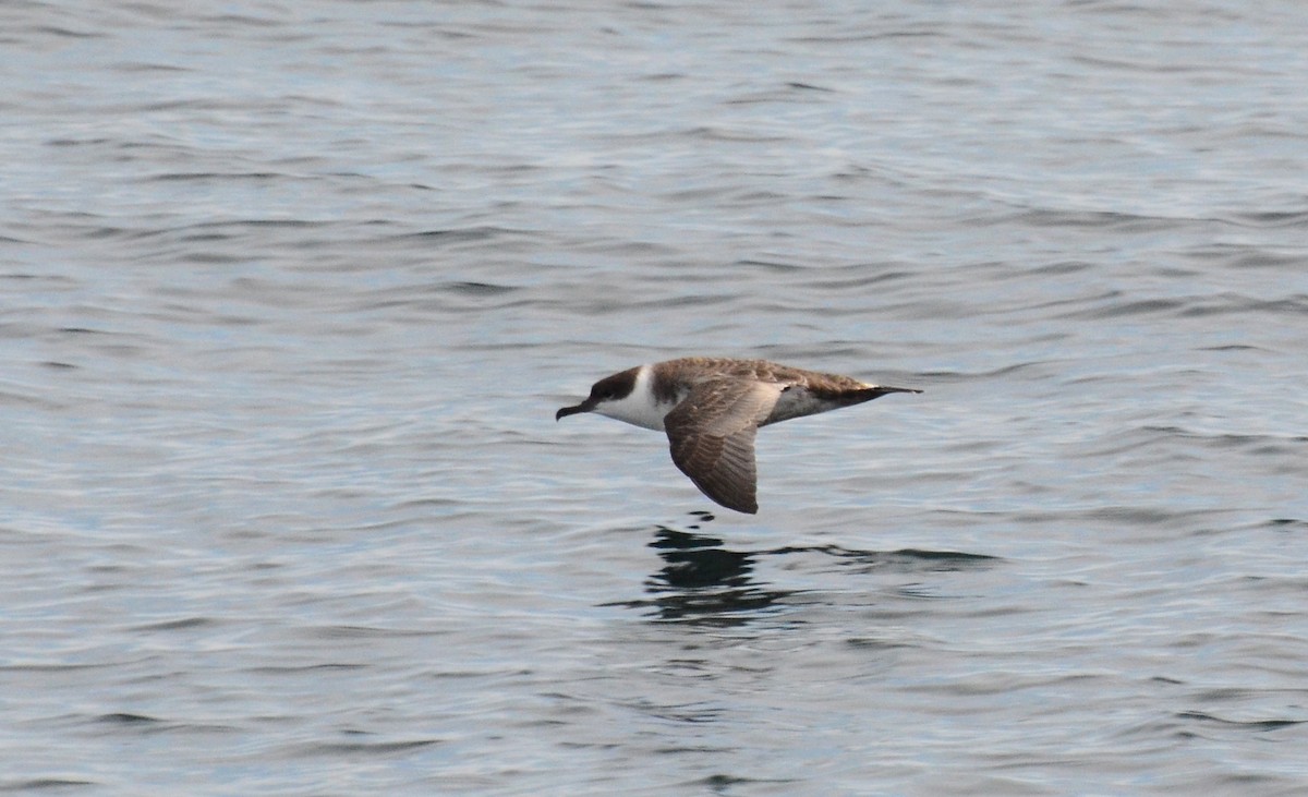 Great Shearwater - ML78897171