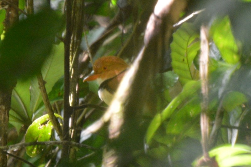 Collared Puffbird - ML78897331