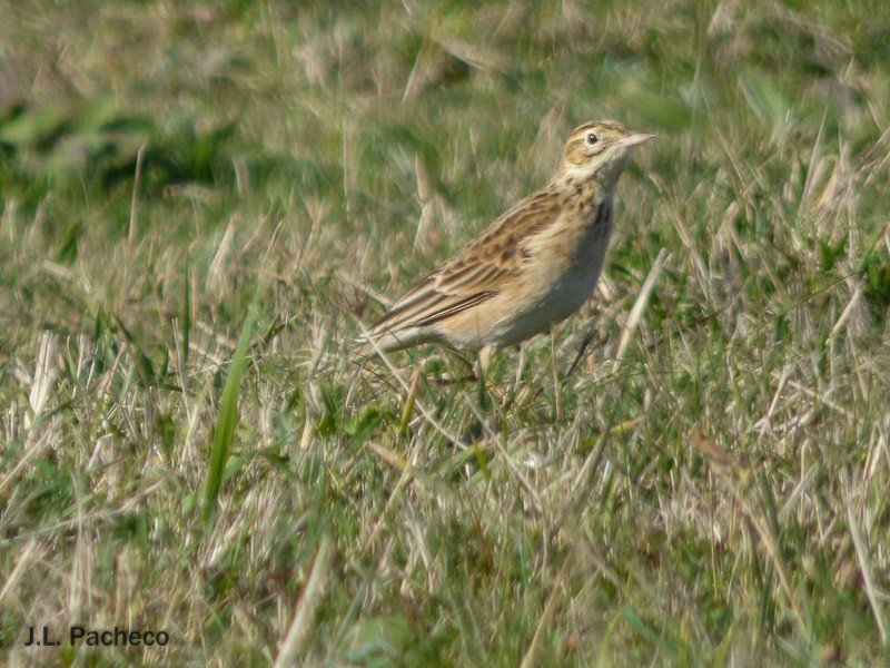 Richard's Pipit - Jose Luis Pacheco