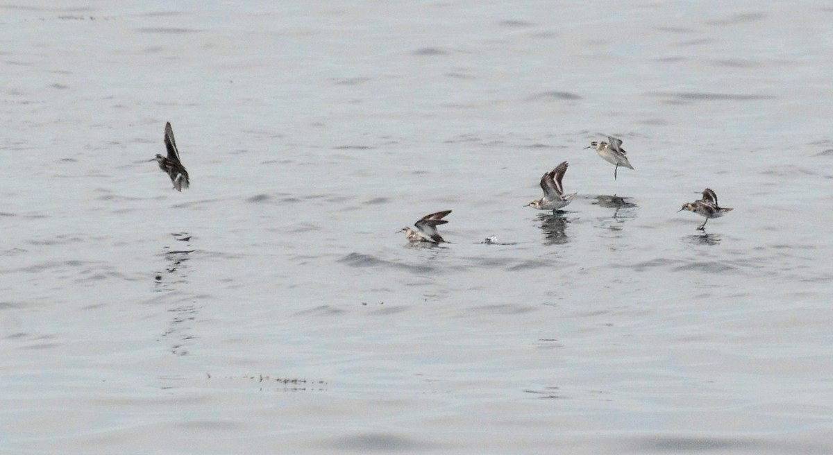 Red-necked Phalarope - ML78897641