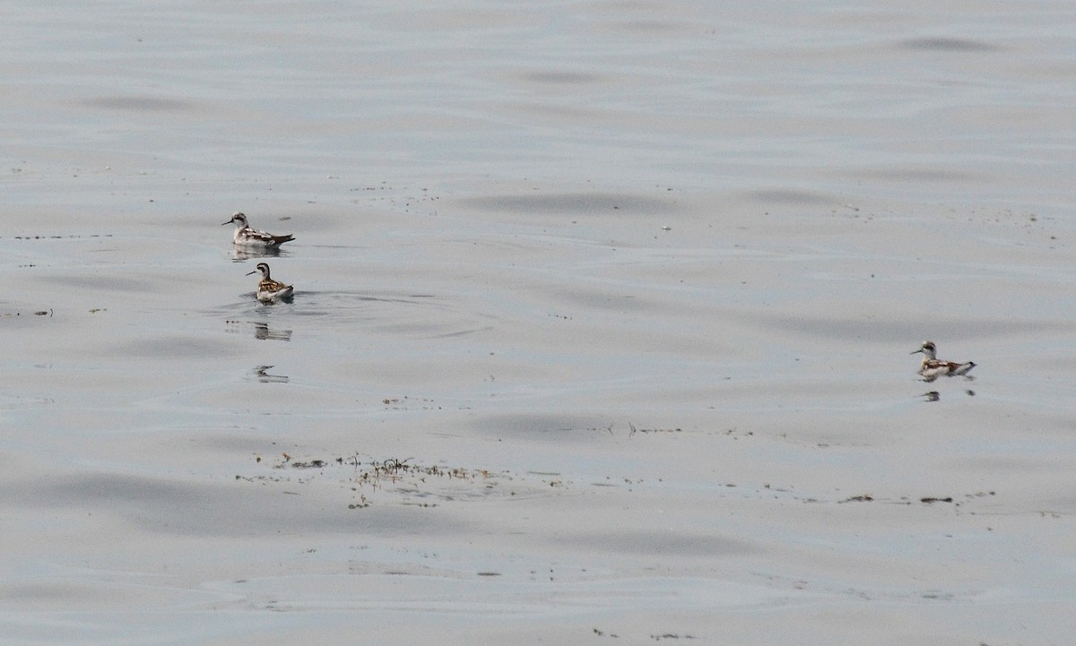 Red-necked Phalarope - ML78897651