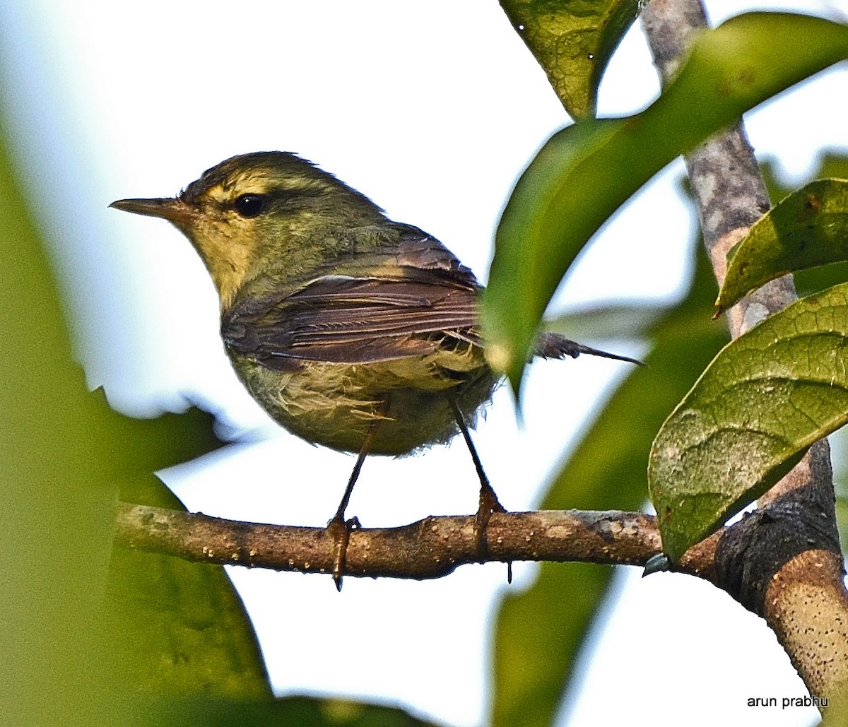 Green Warbler - ML78898511