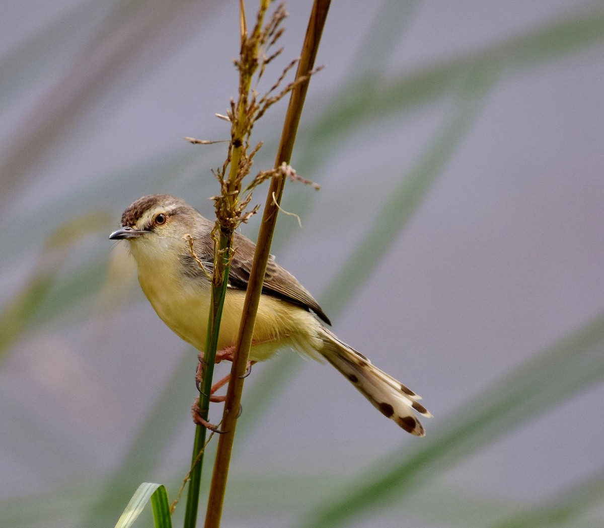 Plain Prinia - ML78899301