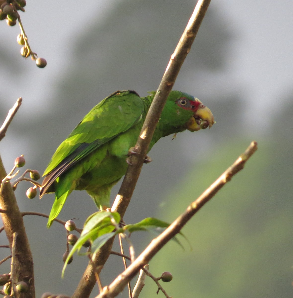 White-fronted Parrot - Phil Arneson