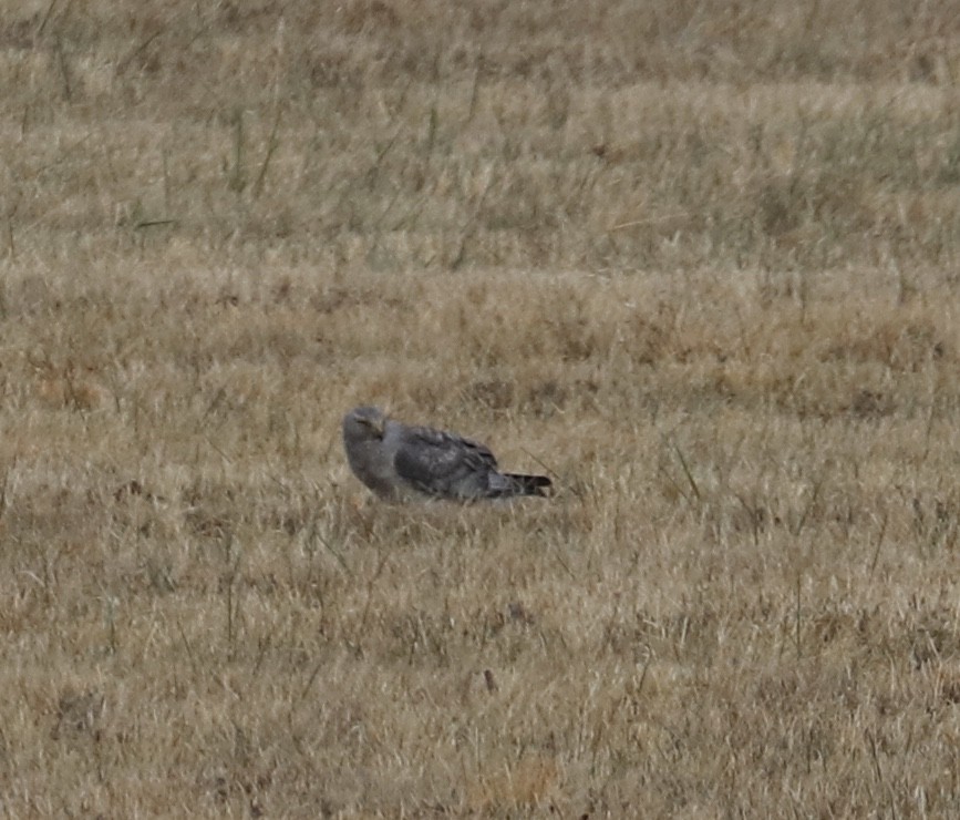 Northern Harrier - Elizabeth Curley