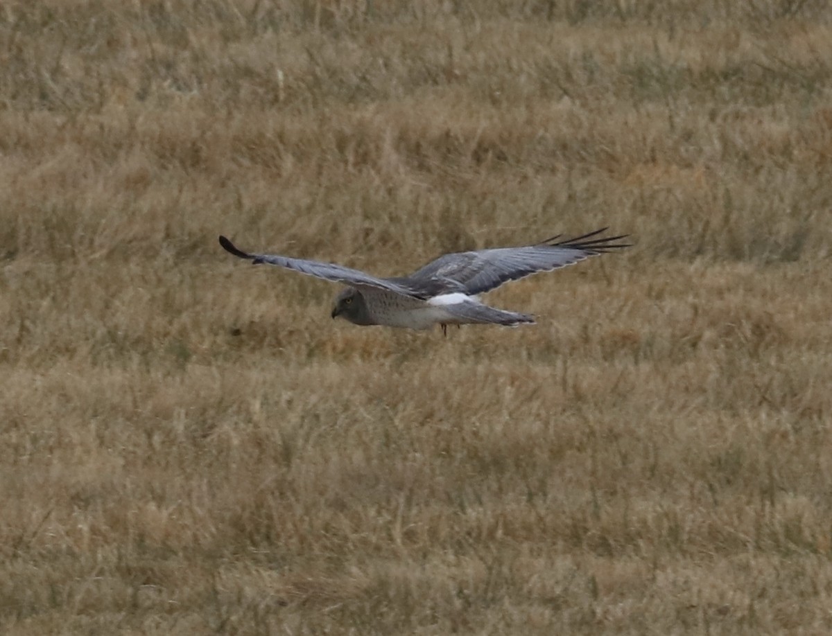 Northern Harrier - ML78901411