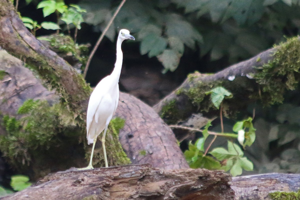 Little Blue Heron - James Arneson