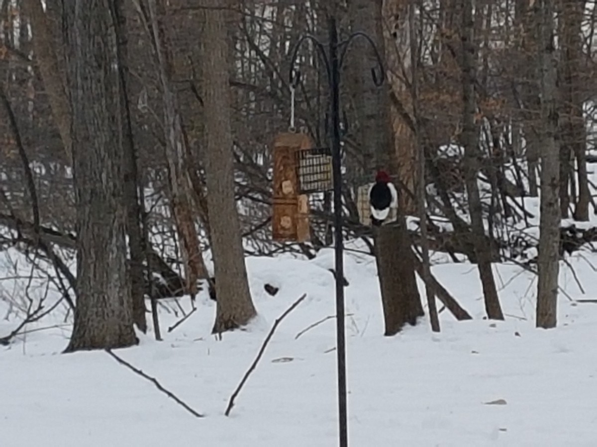 Red-headed Woodpecker - ML78909211