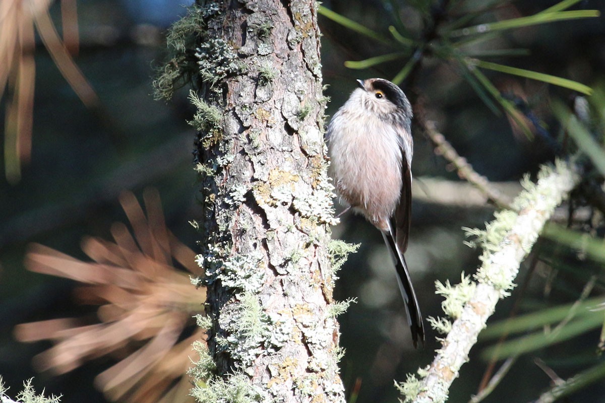ML78909231 - Long-tailed Tit - Macaulay Library