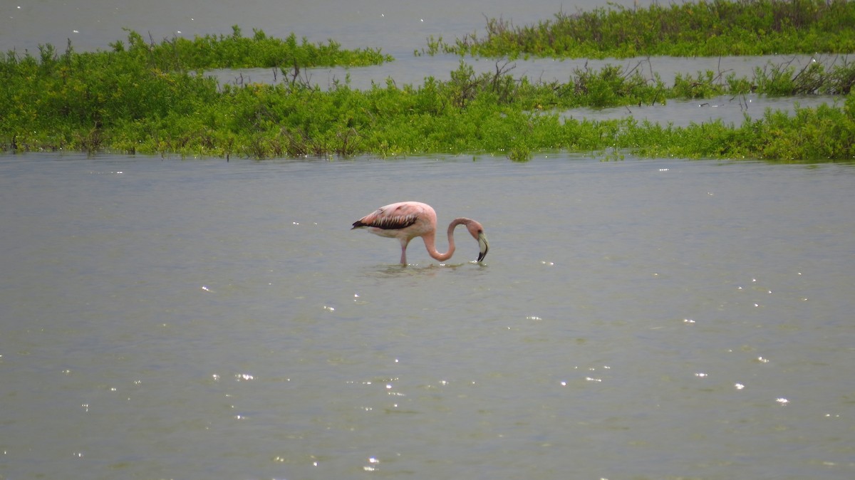 Flamant des Caraïbes - ML78909331