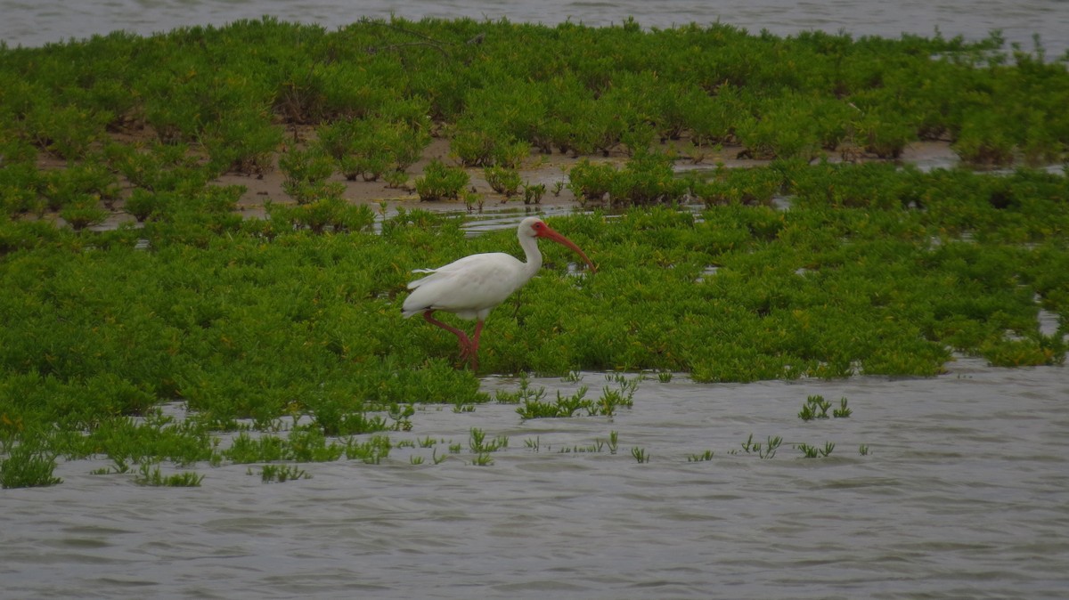 White Ibis - Jorge Muñoz García   CAQUETA BIRDING