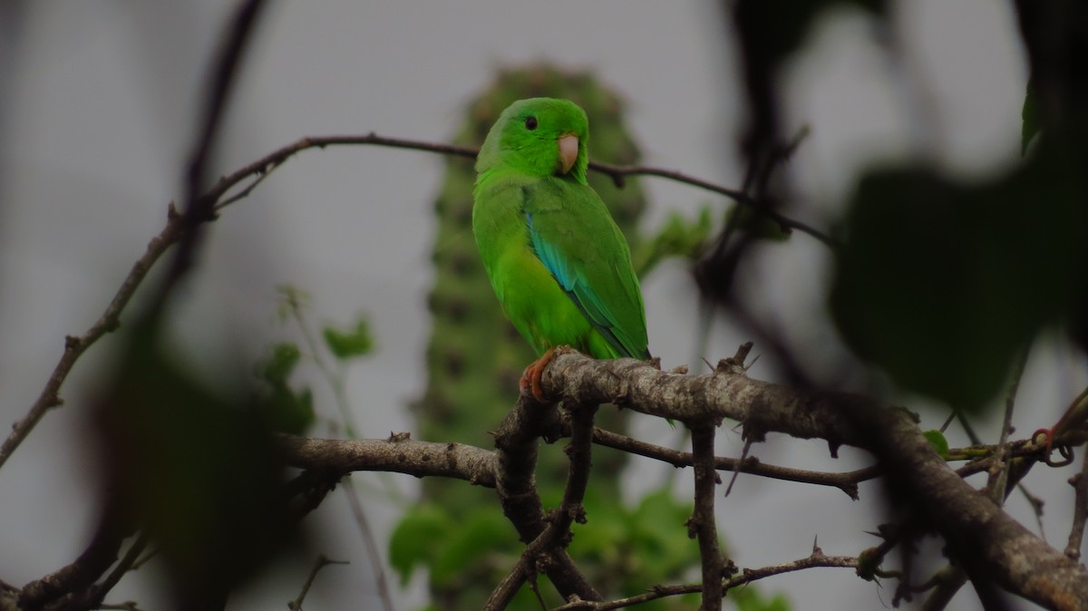Yeşil Sokumlu Serçe Papağanı - ML78909531