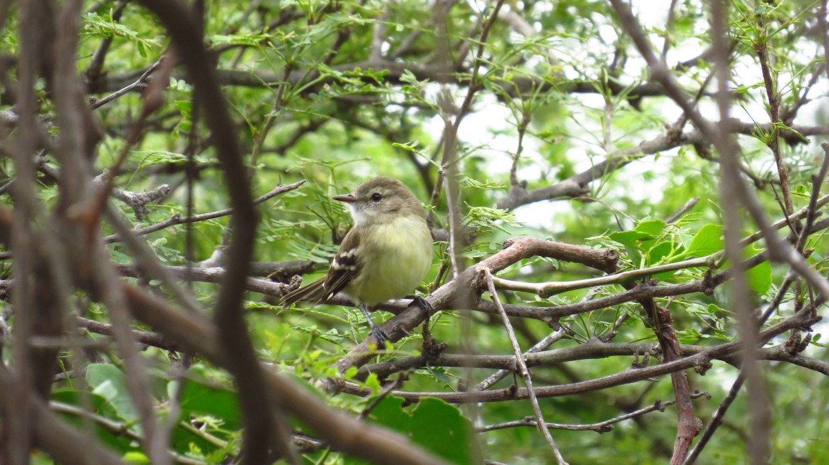 Slender-billed Tyrannulet - Jorge Muñoz García   CAQUETA BIRDING