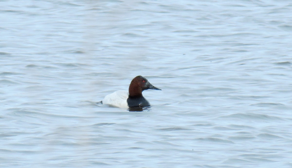 Canvasback - ML78910381