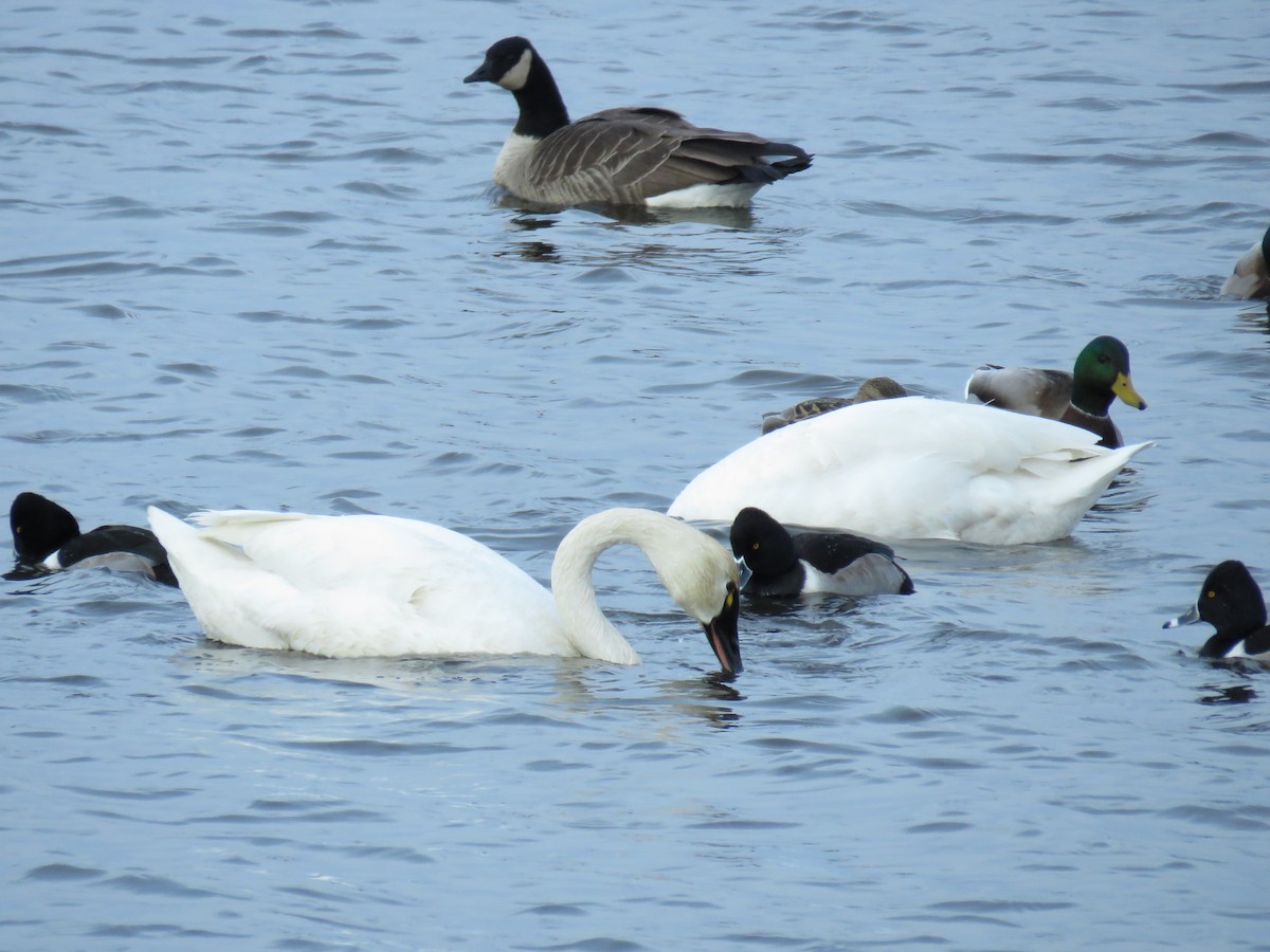 Tundra Swan - Mark  Ludwick