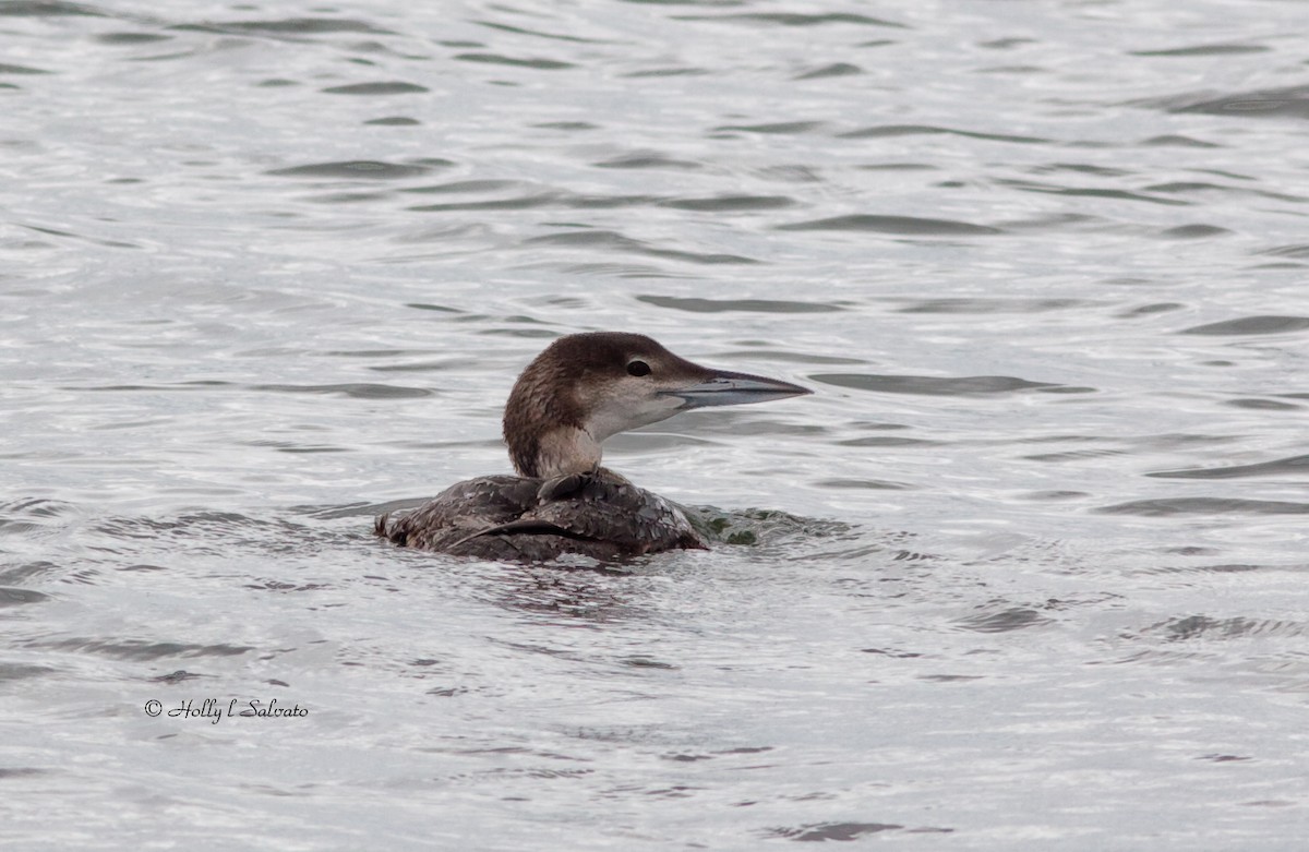 Common Loon - Mark and Holly Salvato