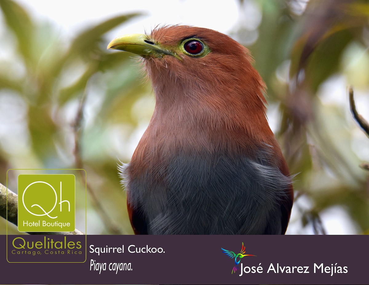 Squirrel Cuckoo - ML78911401