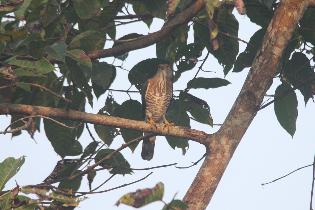 Crested Goshawk - ML78911591