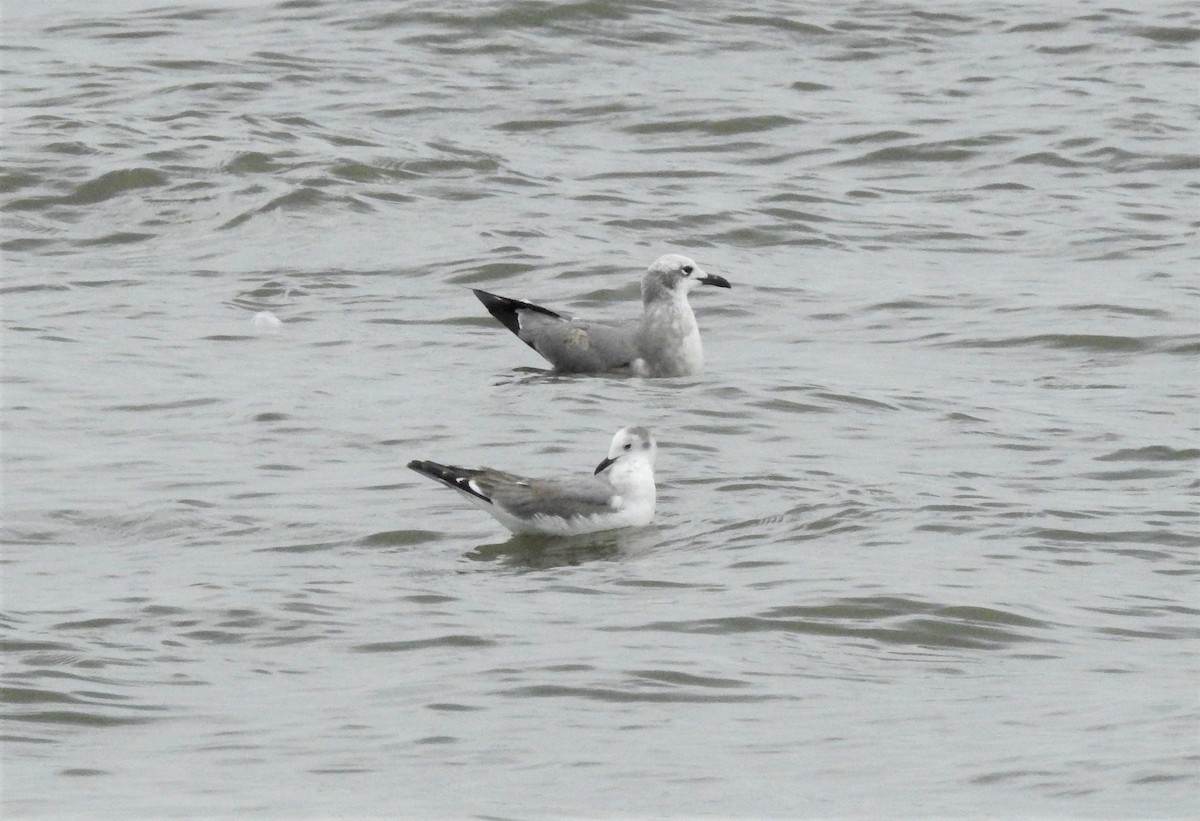 Sabine's Gull - ML78913641