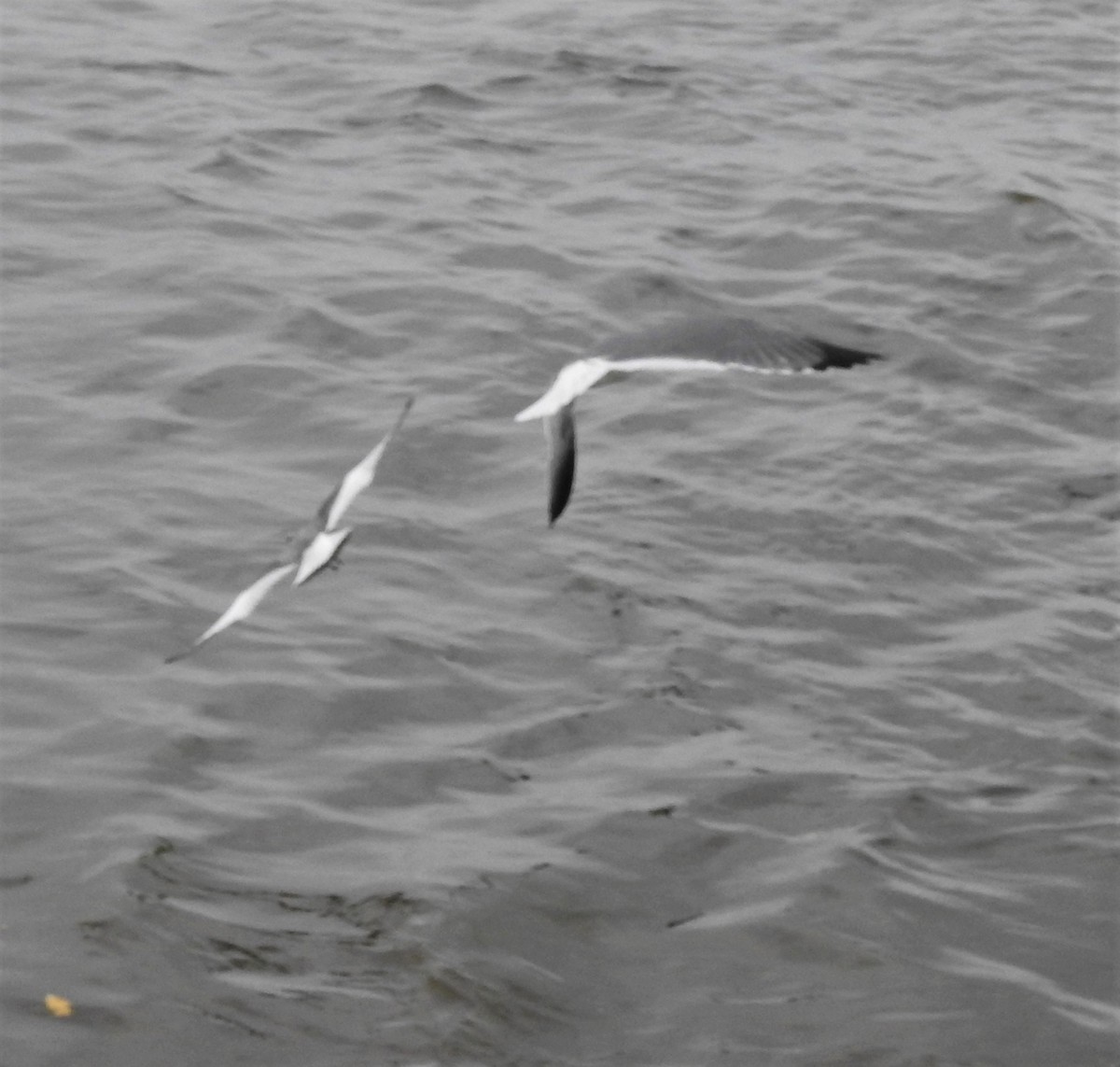 Sabine's Gull - ML78913711