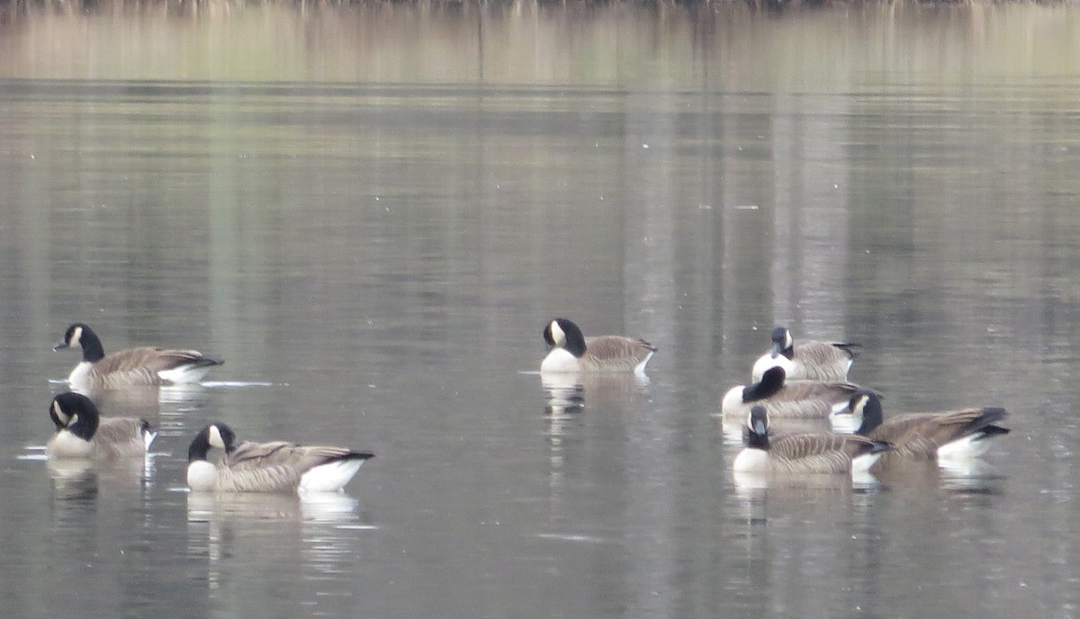 Kanadagans - ML78914671