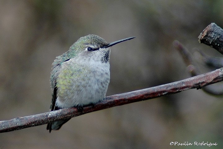 Anna's Hummingbird - ML78915561