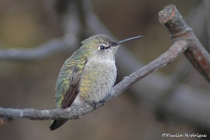 Anna's Hummingbird - ML78915571