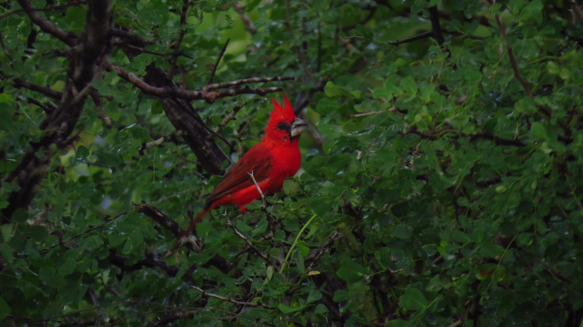 Cardinal vermillon - ML78916841