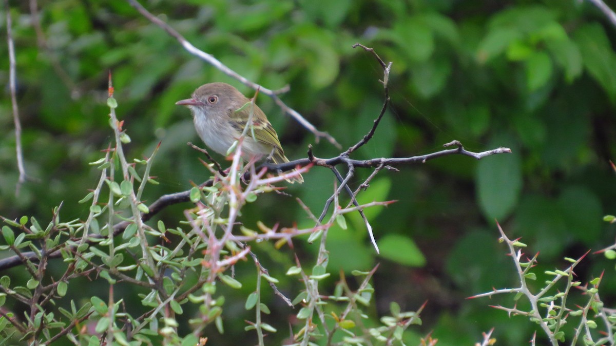 Pearly-vented Tody-Tyrant - ML78916871