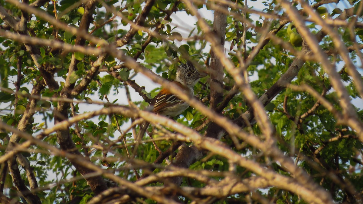 Black-crested Antshrike - ML78916901