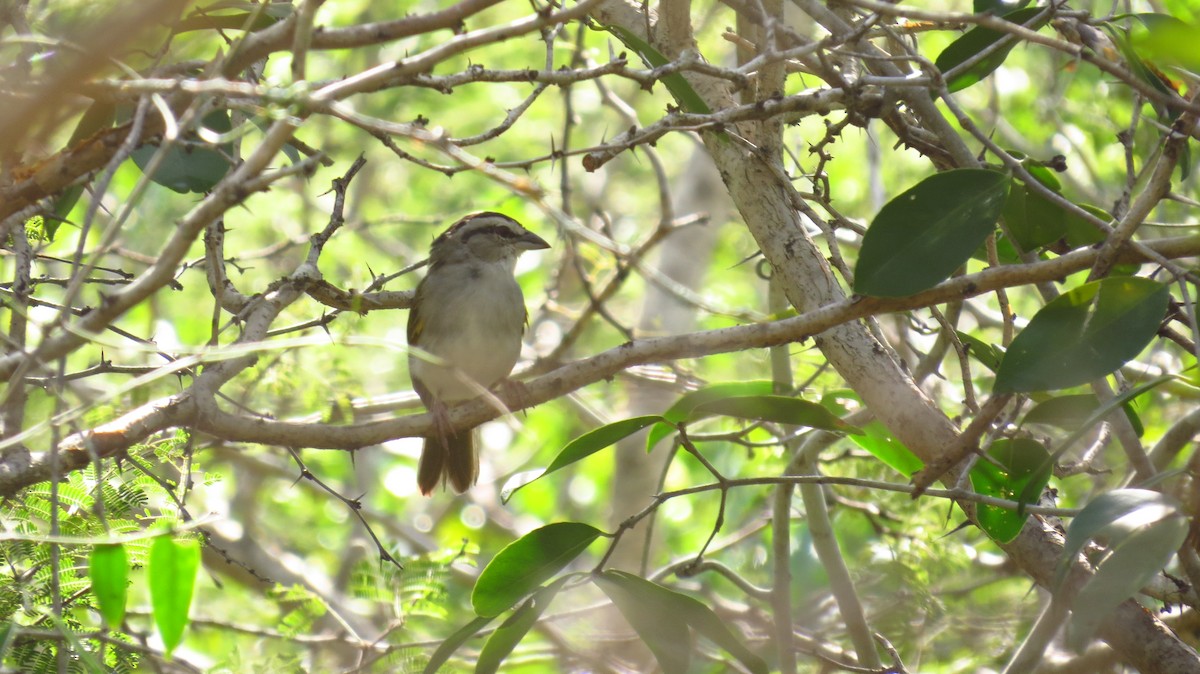 Tocuyo Sparrow - ML78917051