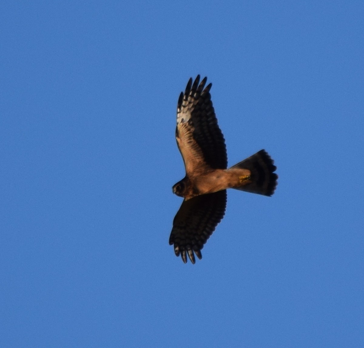 Northern Harrier - ML78918271