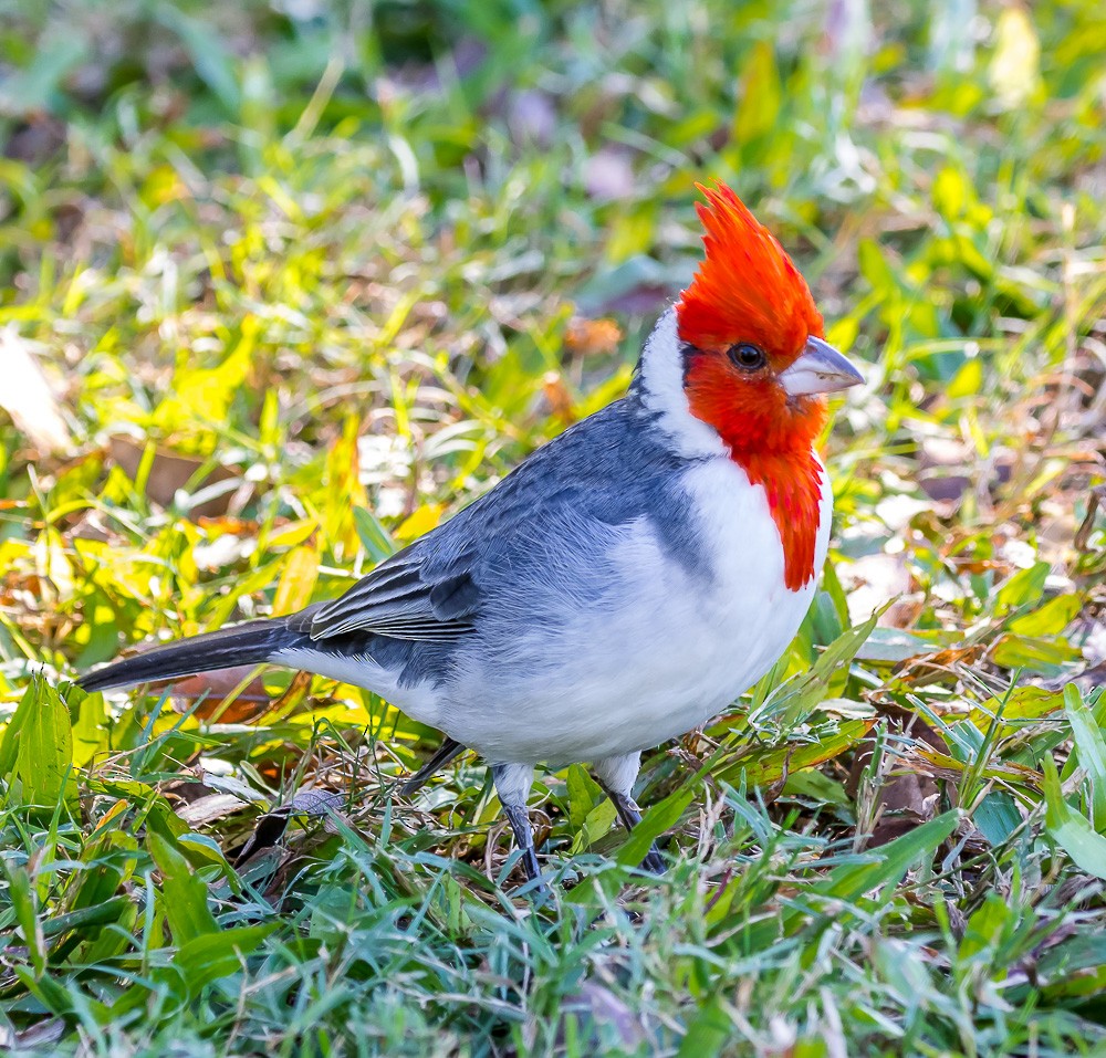 Red-crested Cardinal - Jim Merritt