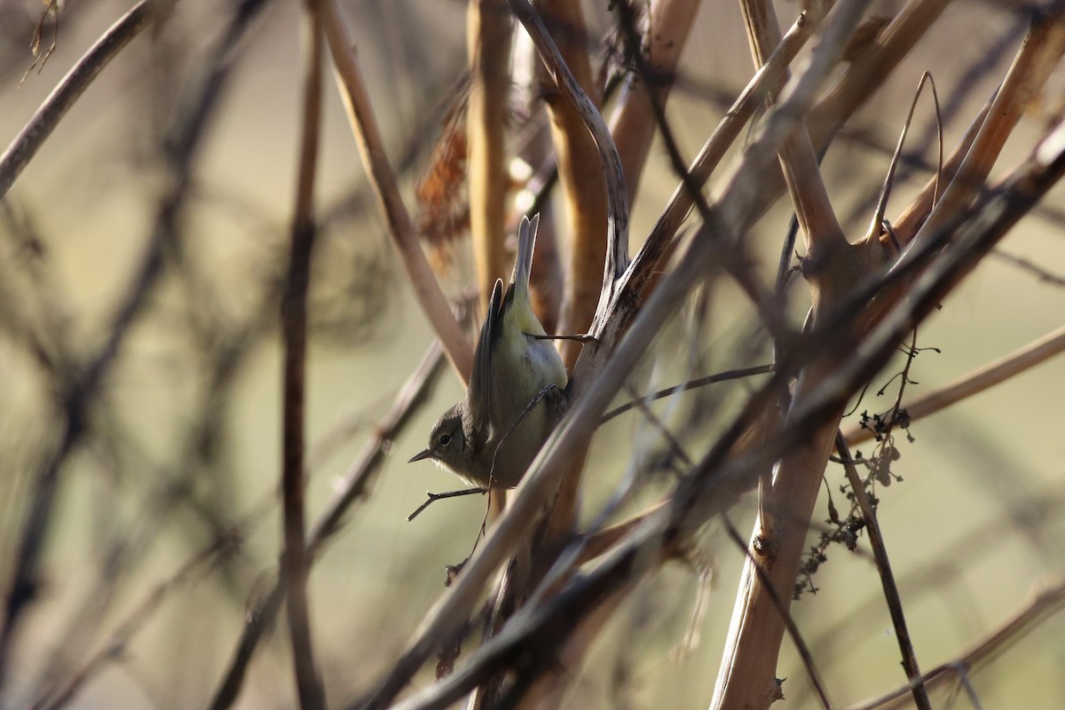 Orange-crowned Warbler - ML78922651