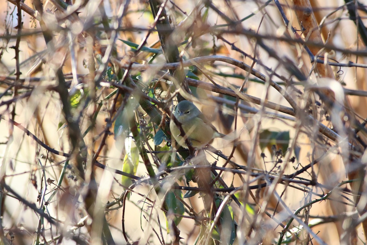Orange-crowned Warbler - ML78922761