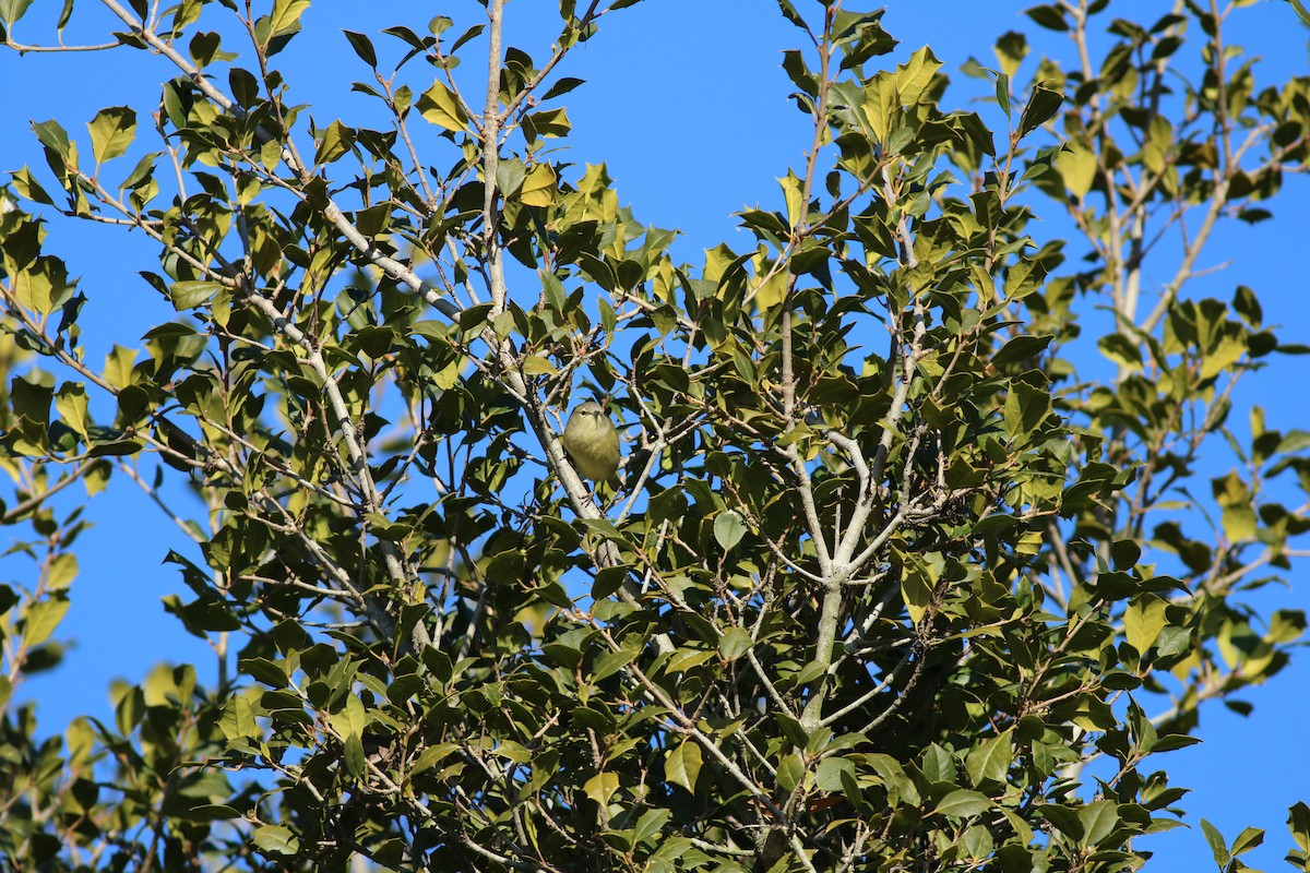 Orange-crowned Warbler - ML78922771