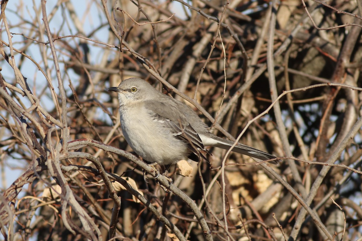 Northern Mockingbird - ML78923051